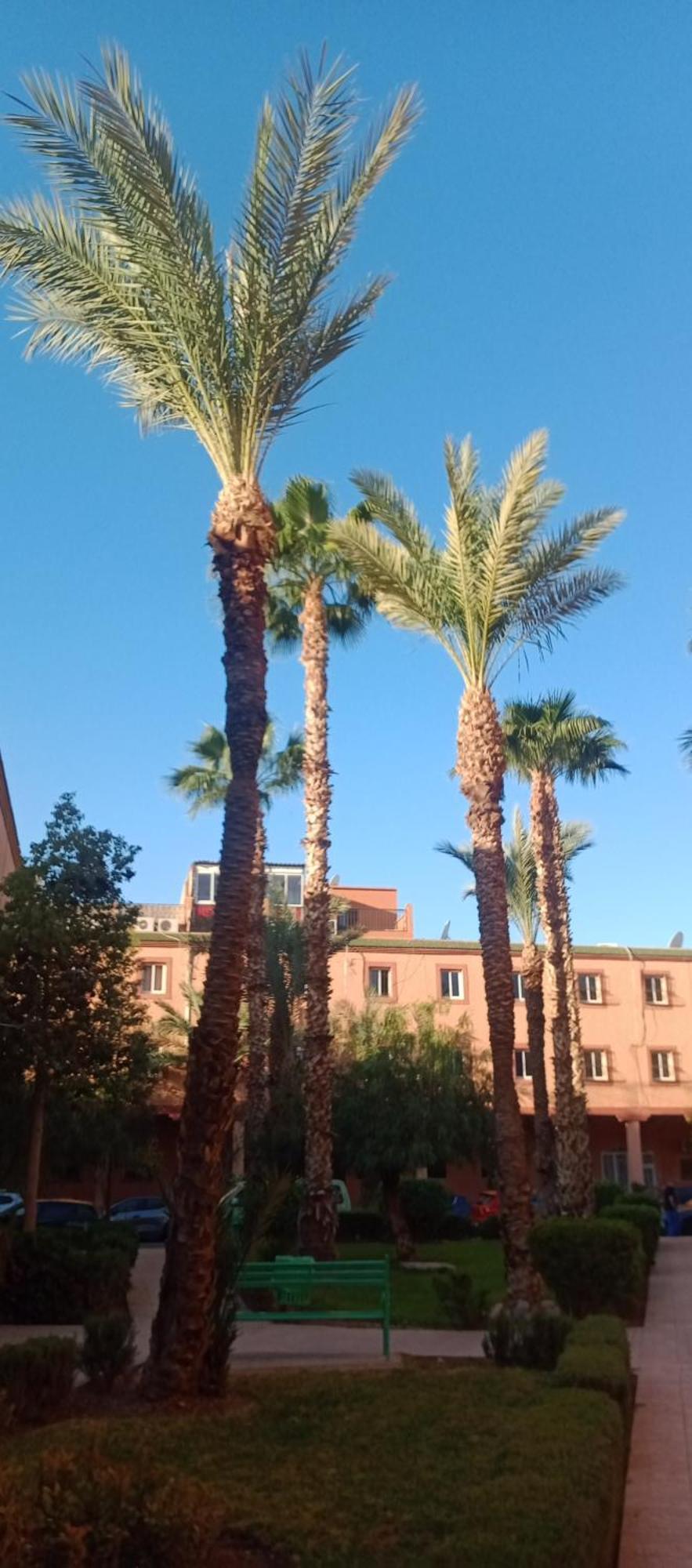 Riad Al-Bushra Marrakesh Ngoại thất bức ảnh